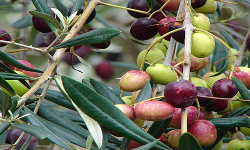 زراعة الوسطية تدعو المزارعين لتقليم أشجار الزيتون