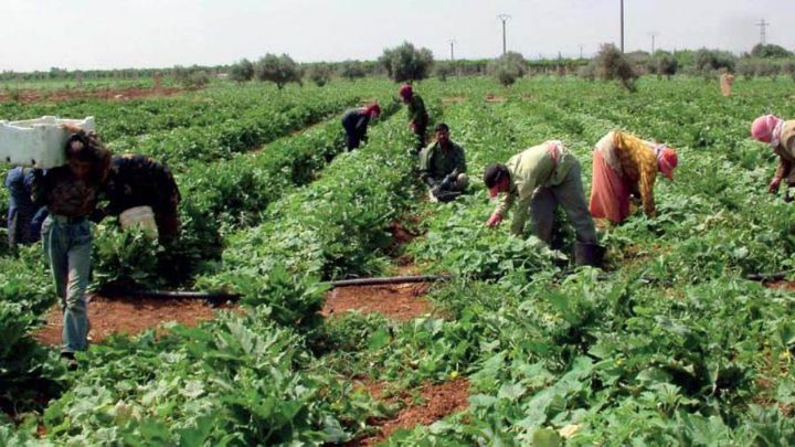 الزراعة: 800 مليون دينار وفرها القطاع